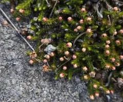 Moss Bell-heather thumbnail 4