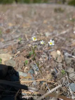 Douglas' stitchwort thumbnail 4