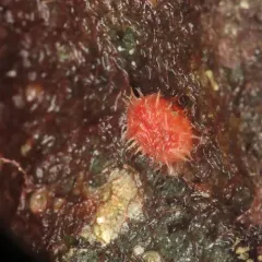 Bristly Tunicate thumbnail 3