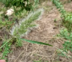rabbitfoot grass thumbnail 1