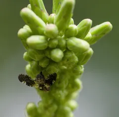 Jamesomyia geminata thumbnail 3