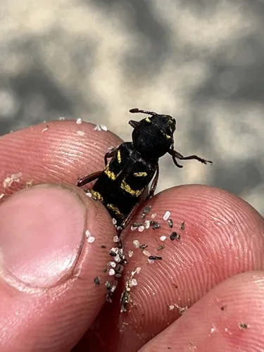 Willow Borer