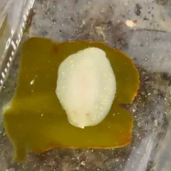 Modest Cadlina thumbnail 4