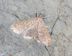 Mecyna mustelinalis thumbnail 4