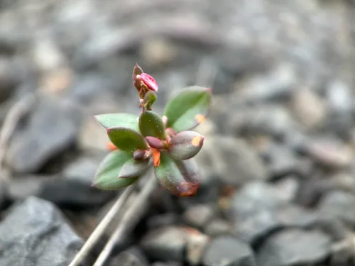 Mrs. Austin's knotweed