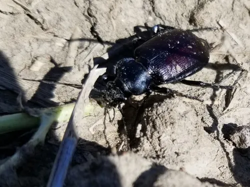 Calosoma obsoletum