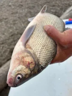 Broad Whitefish thumbnail 2