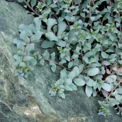 Oysterplant thumbnail 2