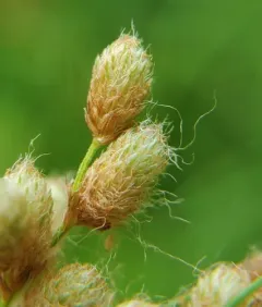 stalked bulrush thumbnail 4