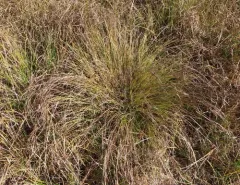 Kellogg's Sedge thumbnail 2
