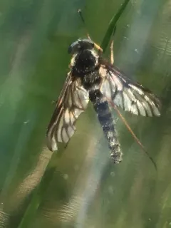 Chrysopilus foedus thumbnail 2