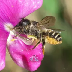 Banded Mud Bee thumbnail 3