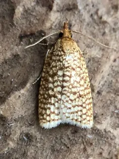 Netted Sparganothis Moth thumbnail 3