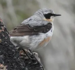 Northern Wheatear thumbnail 3