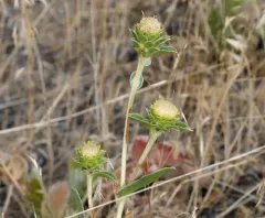 Large-flower Goldenweed thumbnail 4