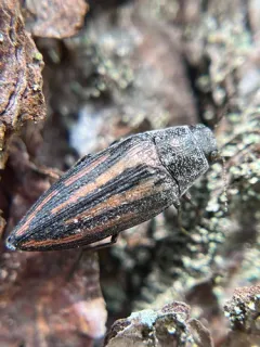 Lined Buprestid Beetle thumbnail 2
