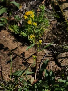 Mt. Albert goldenrod thumbnail 2