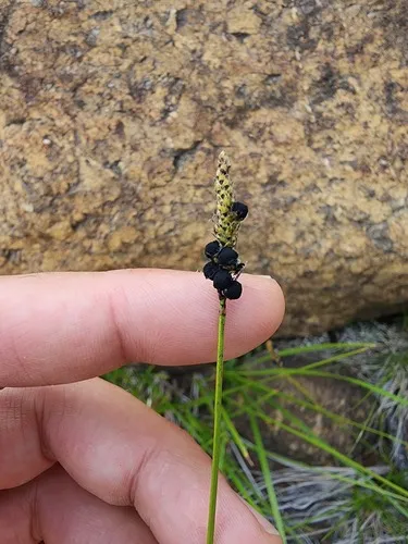 Anthracoidea scirpoideae