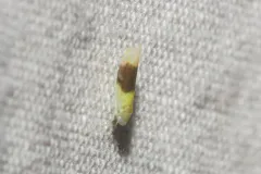 Typhlocyba transviridis thumbnail 3
