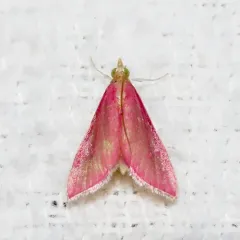 Inornate Pyrausta Moth thumbnail 3