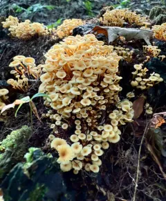 Cross-veined Troop Mushroom thumbnail 4