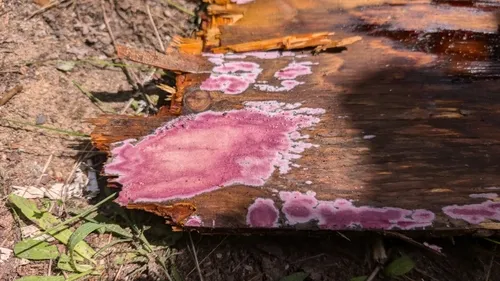 mauve waxpore