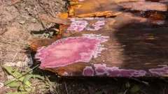 mauve waxpore thumbnail 1
