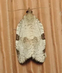 Lozotaenia costinotana thumbnail 3
