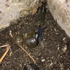 Draparnaud's Glass Snail thumbnail 2