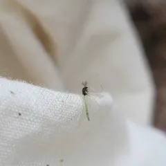 Endochironomus nigricans thumbnail 4