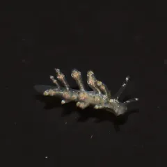 Eubranchus scintillans thumbnail 3