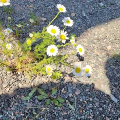 Stinking chamomile thumbnail 4