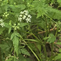 upright hedge-parsley thumbnail 3