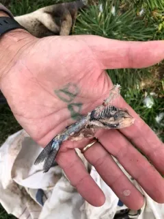 Atlantic Saury thumbnail 2