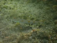 Red Goatfish thumbnail 2