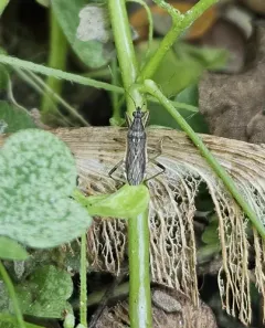 Grey Damsel Bug thumbnail 4
