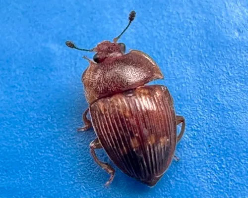 Strawberry Sap Beetle