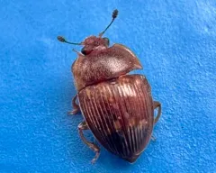 Strawberry Sap Beetle thumbnail 1