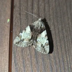 Hawthorn Underwing Moth thumbnail 4