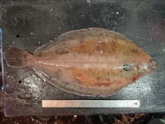 Witch Flounder thumbnail 4