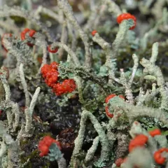 Gritty British soldiers lichen thumbnail 4