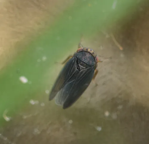 Agallia deleta