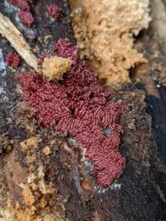 Arcyria stipata thumbnail 2