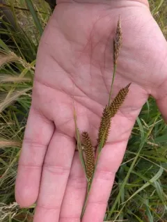 Nebraska sedge thumbnail 4