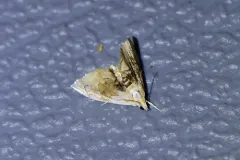 Brown-banded Lipocosma Moth thumbnail 4