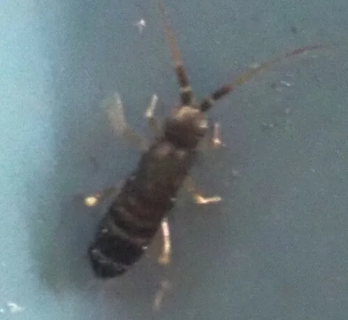 Tomocerus vulgaris