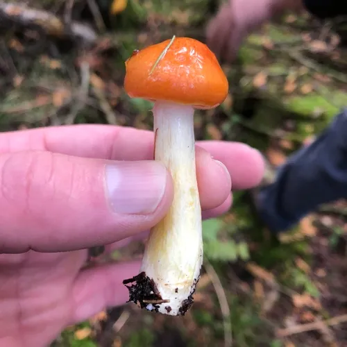 Larch Waxy Cap
