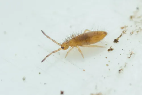 Entomobrya confusa