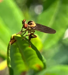 Golden Goggle Eye thumbnail 2