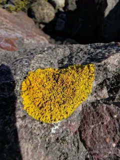 Seaside Sunburst Lichen thumbnail 4